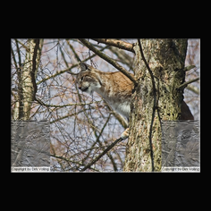 Luchs Felis lynx