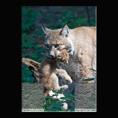 Luchs Felis lynx