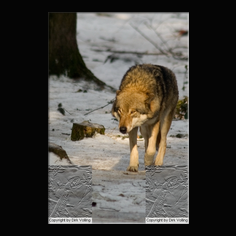 Wolf Canis lupus