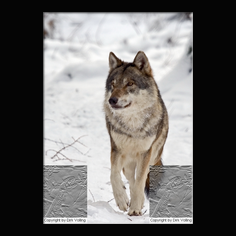 Wolf Canis lupus